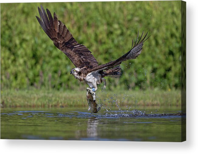 Osprey Acrylic Print featuring the photograph Osprey Carrying Fish Away by Pete Walkden