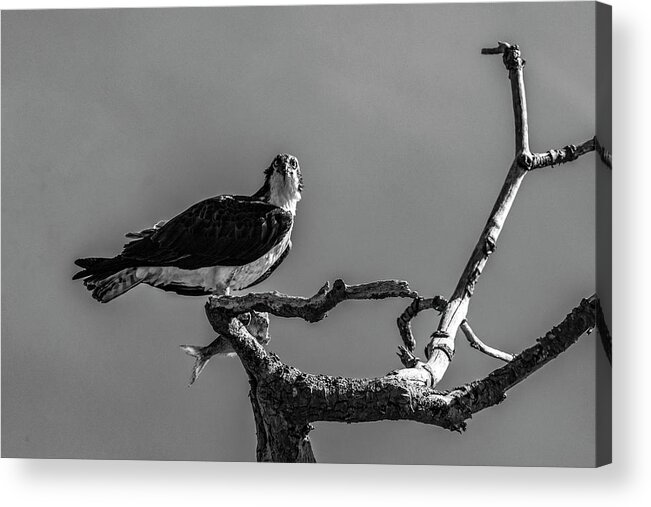 Raptor Acrylic Print featuring the photograph Osprey With Lunch by Cathy Kovarik