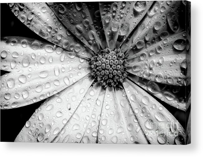 Garden Acrylic Print featuring the photograph Osteospermum petals black and white with water by Simon Bratt