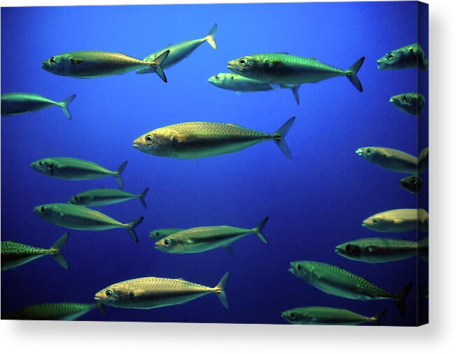 Underwater Acrylic Print featuring the photograph Out Of Space by Ian Payne