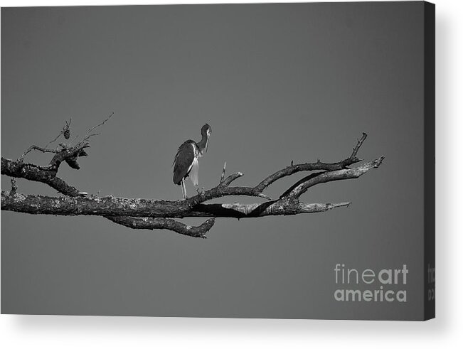 Names Of Birds Acrylic Print featuring the photograph Out On A Limb Bnw by Skip Willits