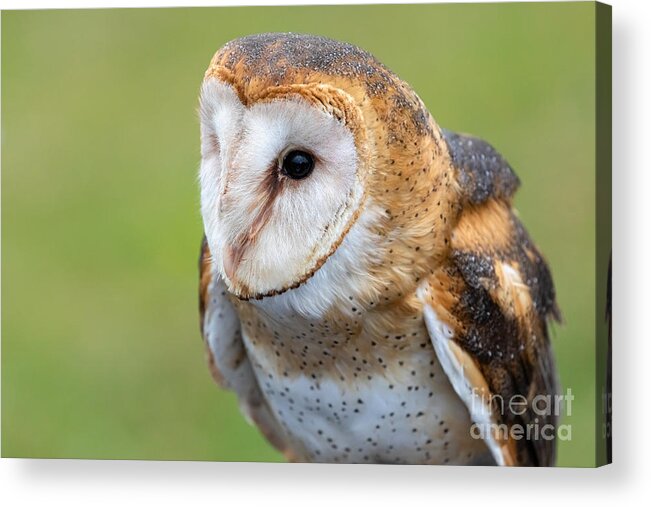 Photography Acrylic Print featuring the photograph Common Barn Owl Portrait by Alma Danison