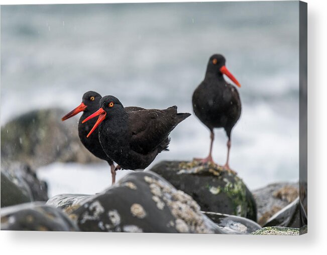 American Black Oystercatchers Acrylic Print featuring the photograph Oystercatchers in the Rain by Robert Potts