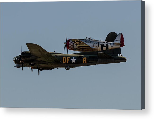 Boeing B-17 Flying Fortress Sally-b And P-47 Thunderbold 'nellie B' In Formation Acrylic Print featuring the photograph P-47 Little Friend by Airpower Art