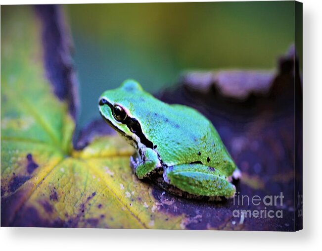 Pacific Tree Frog Acrylic Print featuring the digital art Pacific Tree Frog Up Close by Nick Gustafson
