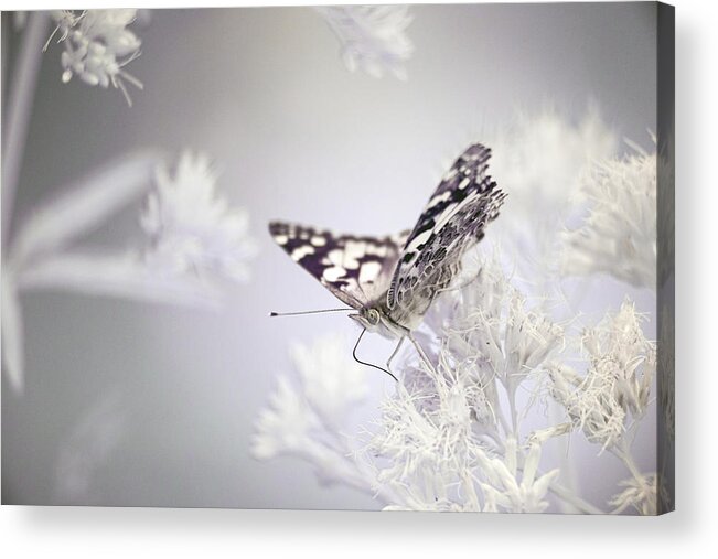 Paintedlady Painted Lady Ir Infrared Insect Ouside Outdoors Nature 720nm Butterfly Butterflies Brian Hale Brianhalephoto Close-up Close Up Closeup Acrylic Print featuring the photograph Painted Lady- infrared by Brian Hale