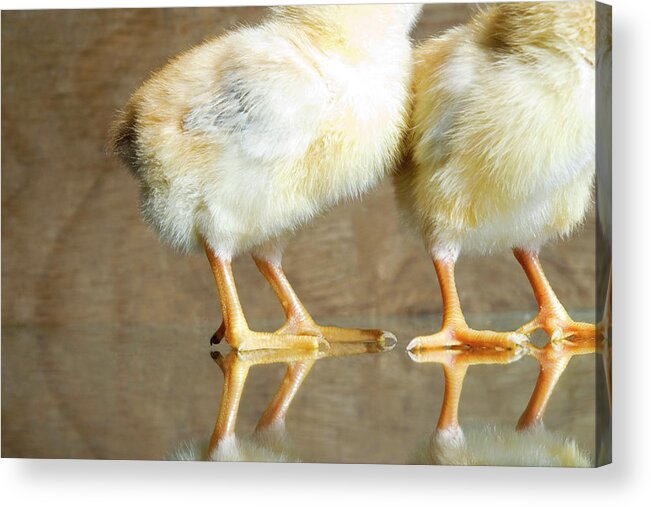 Animal Themes Acrylic Print featuring the photograph Pair Of Baby Chickschickens by Pete Starman