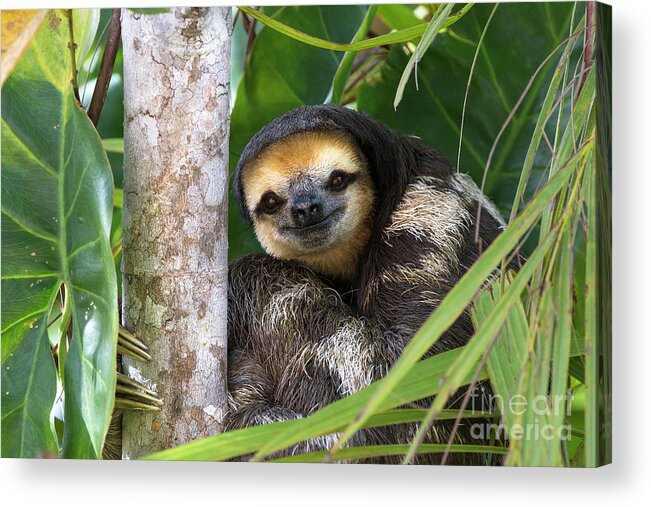 Mp Acrylic Print featuring the photograph Pale-throated Three-toed Sloth by Suzi Eszterhas
