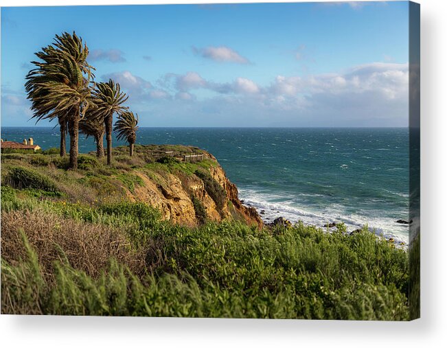 Breeze Acrylic Print featuring the photograph Palm Trees Blowing in the Wind by Andy Konieczny