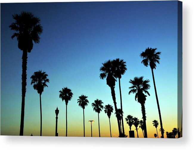 In A Row Acrylic Print featuring the photograph Palm Trees by Melindachan