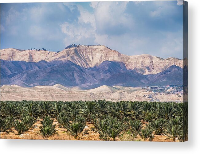 Dates Acrylic Print featuring the photograph Palms in Jordan Valley, Israel by Roberta Kayne