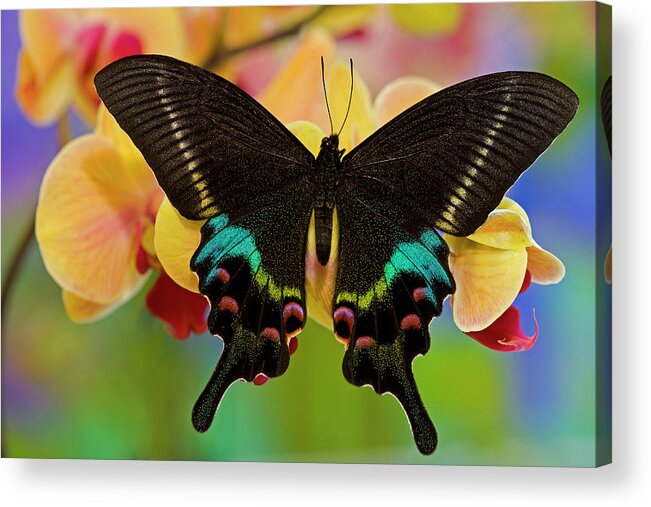 Animal Themes Acrylic Print featuring the photograph Papilio Krishna From China On Orchid by Darrell Gulin