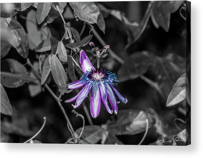 Arizona Acrylic Print featuring the photograph Passion Flower Only Alt by Dennis Dempsie