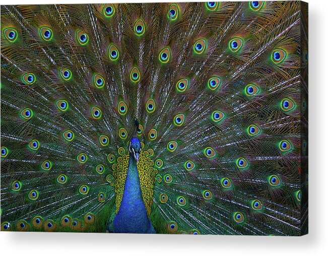 Animal Themes Acrylic Print featuring the photograph Peacock by Char