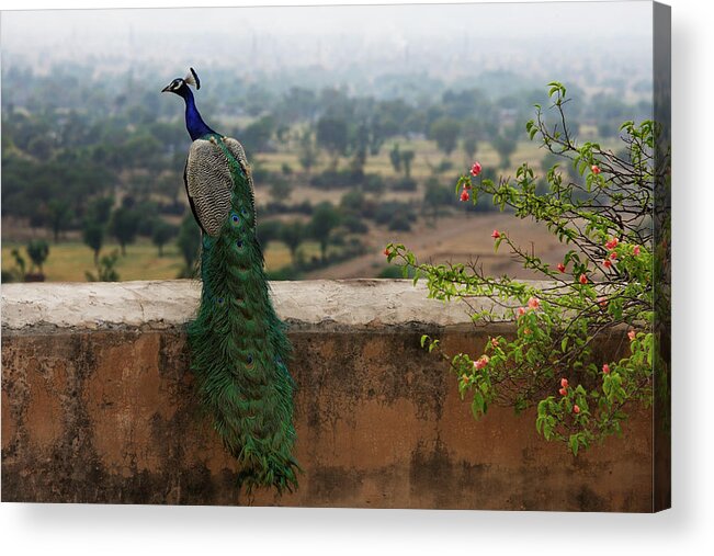 Forecasting Acrylic Print featuring the photograph Peacock On Ledge by Alex Mares-manton