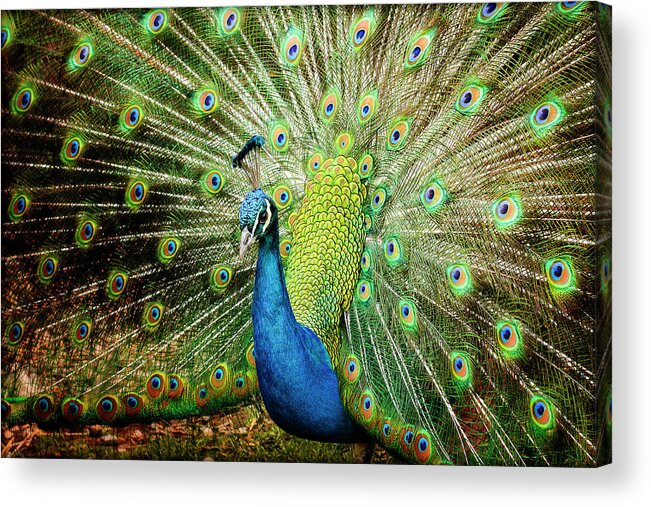 Animal Themes Acrylic Print featuring the photograph Peacock by Tony Garcia
