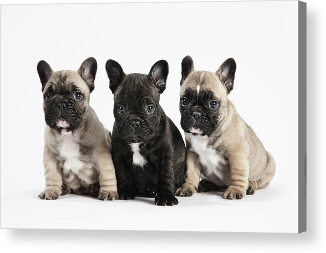 Pets Acrylic Print featuring the photograph Pedigree French Bulldog Puppies In A by Andrew Bret Wallis