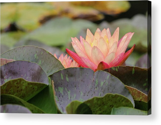 Lily Pad Acrylic Print featuring the photograph Peek A Boo Pads by Mary Anne Delgado