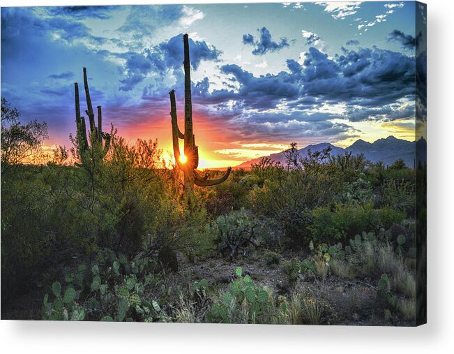 Saguaro Cactus Acrylic Print featuring the photograph Tucson, Arizona Saguaro Sunset by Chance Kafka