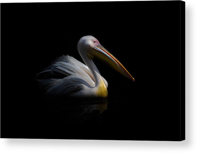 Animals Acrylic Print featuring the photograph Pelican In The Dark ... by Natalia Rublina