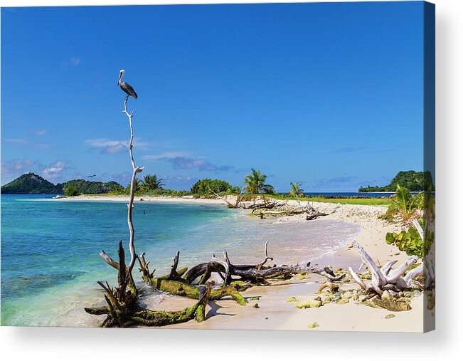 Water's Edge Acrylic Print featuring the photograph Pelican On Sandy Island, Grenada by Oriredmouse