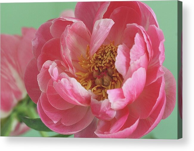 California Acrylic Print featuring the photograph Peony by © 2011 Staci Kennelly