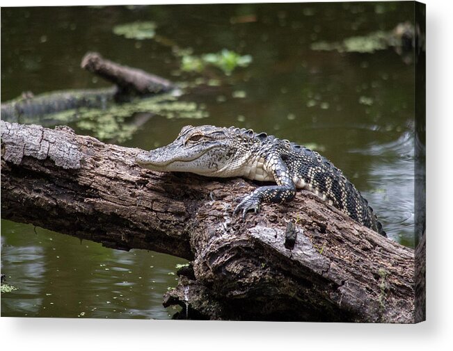 Alligator Acrylic Print featuring the photograph Perched Gator by Joe Leone