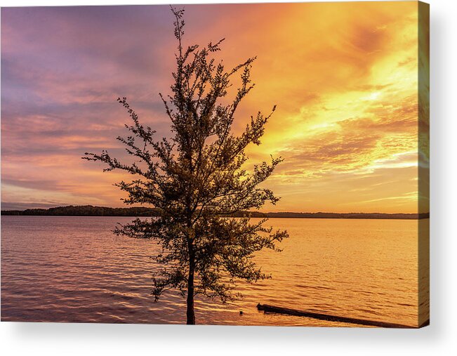 Percy Priest Lake Acrylic Print featuring the photograph Percy Priest Lake Sunset Young Tree by D K Wall
