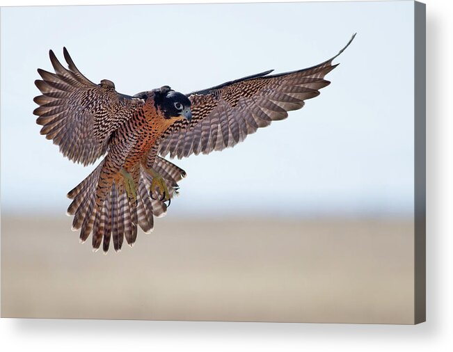 New Mexico Acrylic Print featuring the photograph Peregrine Falcon by Mallardg500