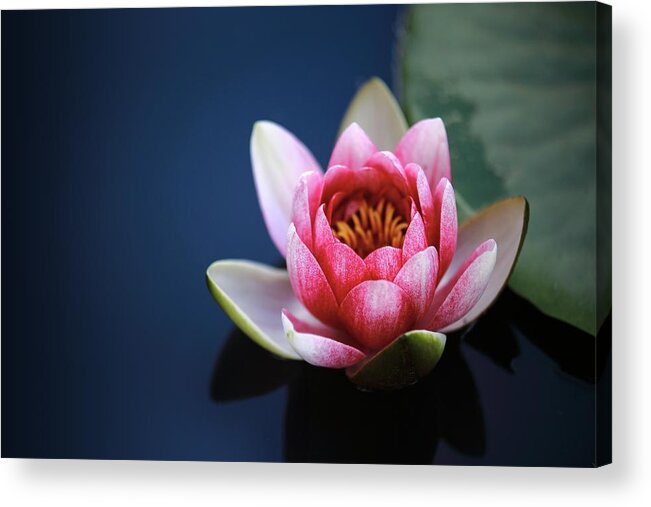 Photo Acrylic Print featuring the photograph Perfect lotus by Top Wallpapers