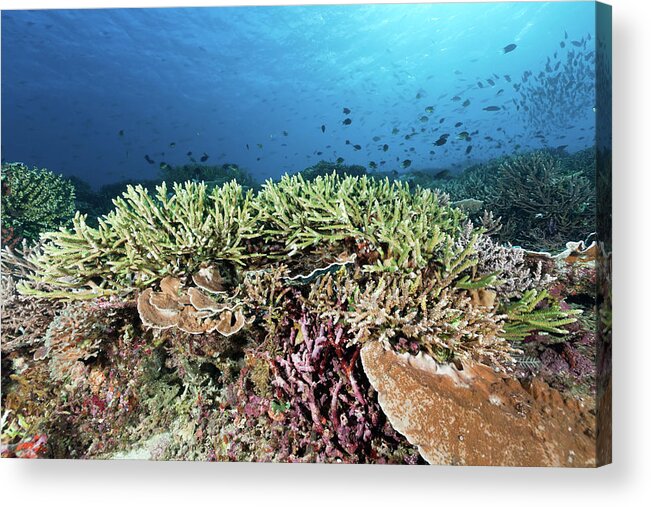 Underwater Acrylic Print featuring the photograph Perfect Staghorn Coral At Siaba Kecil by Ifish