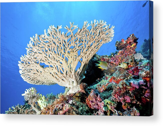 Underwater Acrylic Print featuring the photograph Perfect Stony Coral Acropora Sp by Ifish