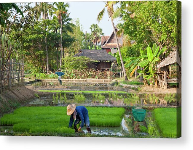 Working Acrylic Print featuring the photograph Person, Rice Paddies Near Chiang Mai by Peter Adams
