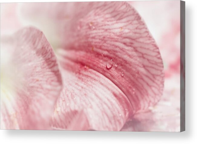 Petal Acrylic Print featuring the mixed media Petals From a Lilly #9642 by Sherry Hallemeier