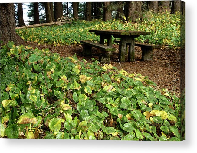 Oregon Acrylic Print featuring the photograph Picnic table in the forest by Steve Estvanik