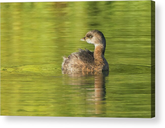 Pied-billed Grebe Acrylic Print featuring the photograph Pied-billed Grebe 2983-012819 by Tam Ryan