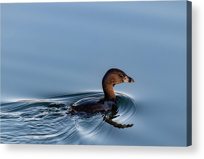 Bird Acrylic Print featuring the photograph Pied-billed Grebe by Douglas Killourie
