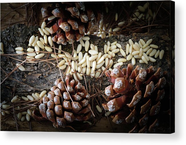 Estock Acrylic Print featuring the digital art Pine Cones And Pine Nuts by Franco Cogoli