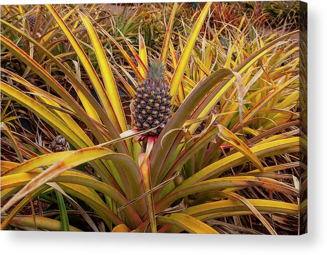 Oahu Acrylic Print featuring the photograph Pineapple by Anthony Jones