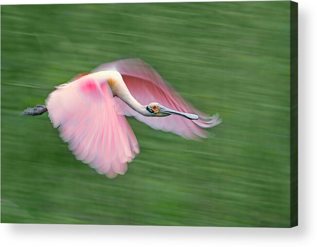 Spoonbill Acrylic Print featuring the photograph Pink And Green by Cheng Chang