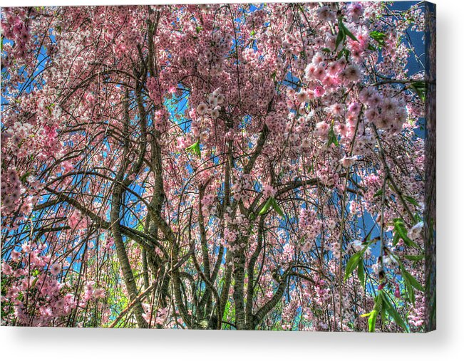 Blossom Acrylic Print featuring the photograph Pink Blossom Trees by Robert Goldwitz