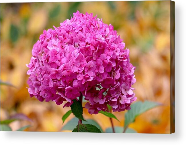 Close-up Acrylic Print featuring the photograph Pink Bouquet by Susan Rydberg
