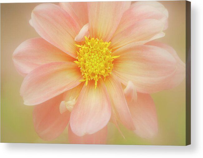 Petal Acrylic Print featuring the photograph Pink Dahlia Flower by Kathleen Clemons