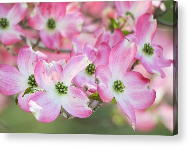 Pink Acrylic Print featuring the photograph Pink Dogwood Beauty by Mary Ann Artz
