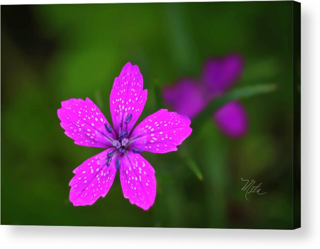 Macro Photography Acrylic Print featuring the photograph Pink Flower by Meta Gatschenberger