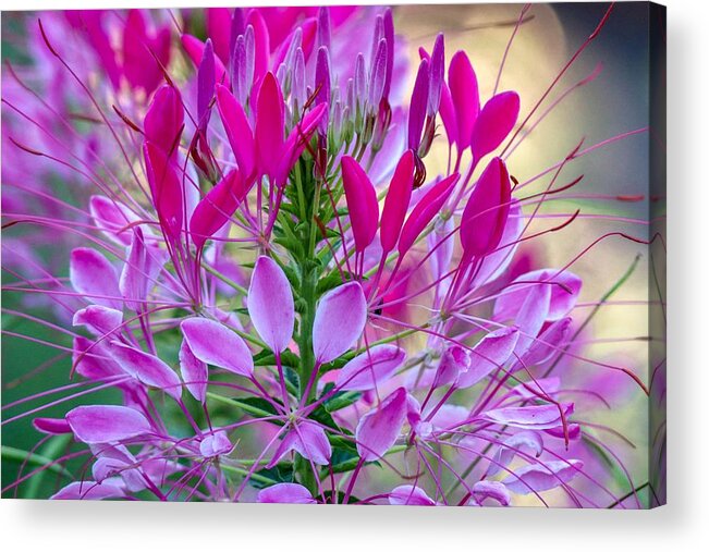 Floral Acrylic Print featuring the photograph Pink Queen Flower by Susan Rydberg