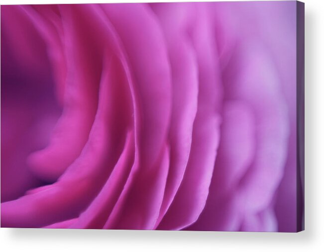Amalfi Coast Acrylic Print featuring the photograph Pink Rose by Rosalba Porpora
