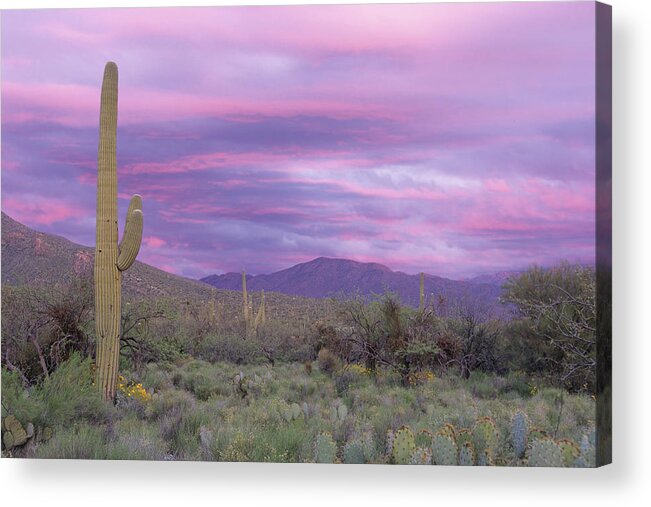 Saguaro Cactus Acrylic Print featuring the photograph Pink Sky At Sabino Canyon by Cay-uwe