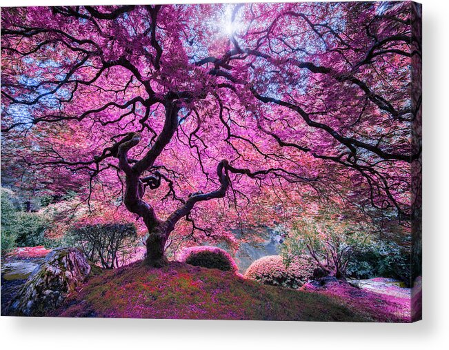 Pink Tree 2 Acrylic Print featuring the photograph Pink Tree 2 by Moises Levy