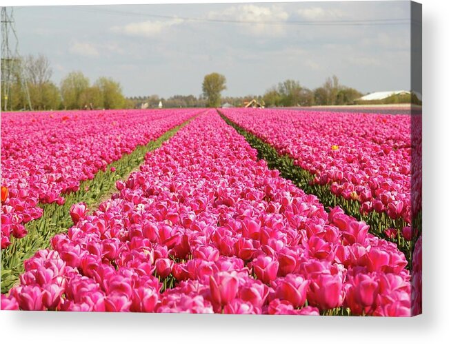 Netherlands Acrylic Print featuring the photograph Pink Tulips by By Johan Krijgsman, The Netherlands